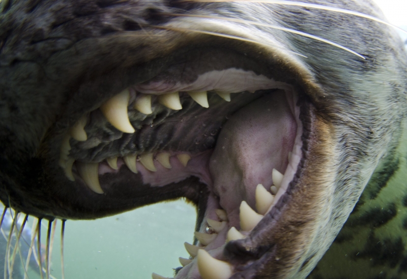 seal-mouth-open